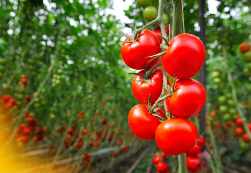 Origens e História do Tomate