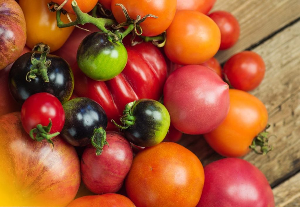Variedades de Tomate