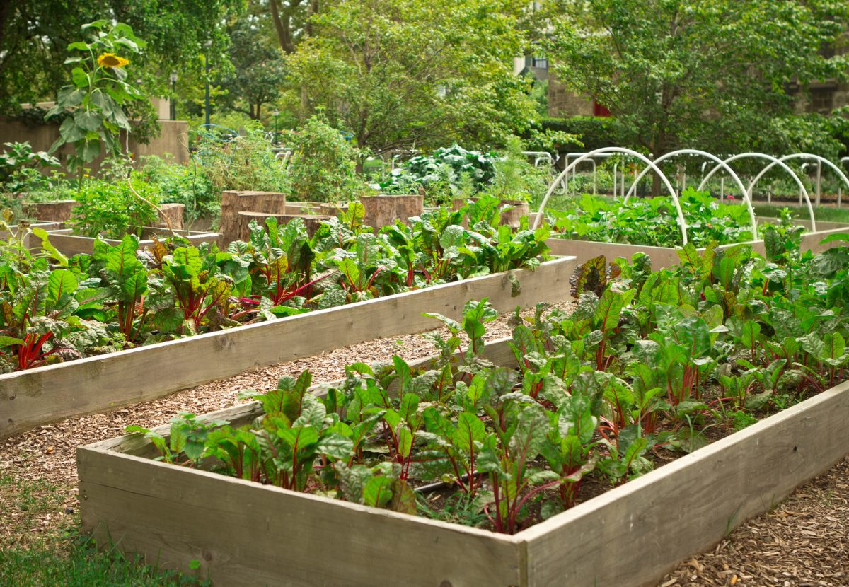 Cultivo e Cuidados com a Acelga